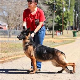 Toni - German Shepherd