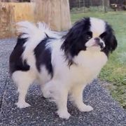 Mustachio - Japanese Chin