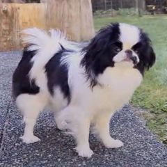 Mustachio - Japanese Chin