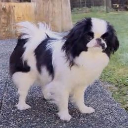 Mustachio - Japanese Chin