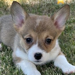 Millie - Sable Pembroke Welsh Corgi puppy in California from Belo Star Corgis