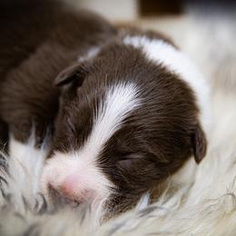 Girl 3 Purple Collar - White and red female Border Collie puppy in Shelbyville, Tennessee from C Horns Ranch Border Collies