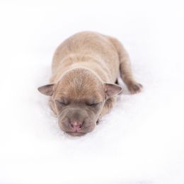Brussels Griffon and Italian Greyhound Puppies from Adornare Kennels
