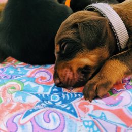 Doberman Pinscher Puppies from Allettare Dobermans