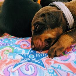 Doberman Pinscher Puppies from Allettare Dobermans