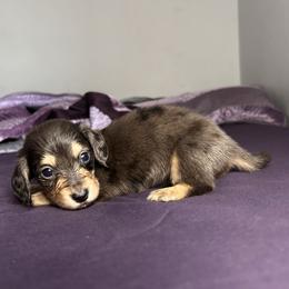 Black and Cream Dapple Female AKC - Dapple female Dachshund puppy in Lehigh Acres, Florida from Ruby Rose Dachshund Dynasty