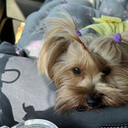CiCi - Yorkshire Terrier
