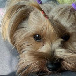CiCi - Yorkshire Terrier