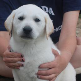 Labrador Retriever puppies from Badland Kennel