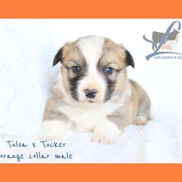 Orange male - White and red male Pembroke Welsh Corgi puppy in Wayne City, Illinois from Lash Livestock & Corgis