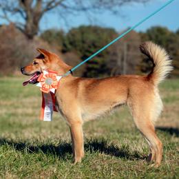 Jindos from Kkeokjin Jindo • 꺽진 진도