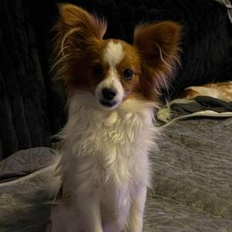 Zippy - Red white and sable male Papillon puppy in Bradyville, Tennessee from Pinnacle Papillons