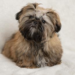 Shih Tzu Puppies from Good Lil Shih Tzu