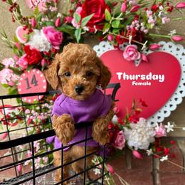 Bernedoodle, Cavalier King Charles Spaniel, Cavapoo, Goldendoodle, and Poodle Puppies from Gypsi Doodles & Poodles LLC.