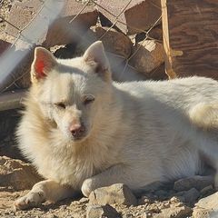 Light's Soul White - White male Schipperke puppy in Randsburg, California from Schipperke Ranch