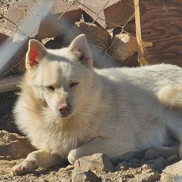 Light's Soul White - White male Schipperke puppy in Randsburg, California from Schipperke Ranch