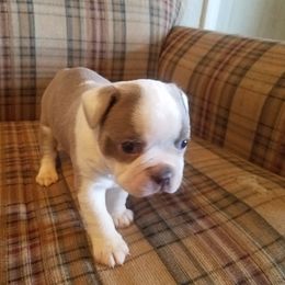 Boston Terrier and French Bulldog Puppies from Willis Family Bostons
