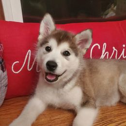 Miss Purple - Alaskan Malamute puppy from ArctiCircle Alaskan Malamutes