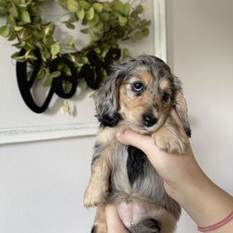 Hazel - Dapple Dachshund puppy in Kissimmee, Florida from Mini Doxie Cuties