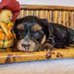 Lola - Black and tan female Yorkshire Terrier puppy in Blacksburg, South Carolina from Hess Pooches LLC