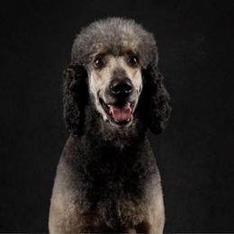 Smokey - Poodle