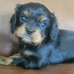 Cavalier King Charles Spaniel puppies from Magnolia Acres