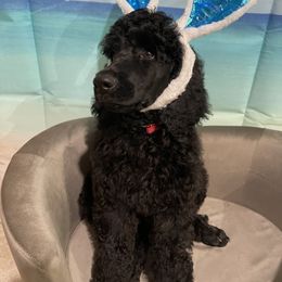 "Reb boy" Poodle Puppies from Abbott Standard Poodles