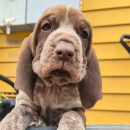 Claus - White and chestnut male Bracco Italiano puppy in Silver Summit, Utah from Snow Peak Kennel