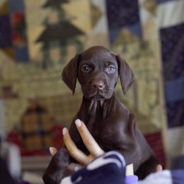 German Shorthaired Pointer Puppies from Aisling