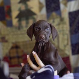 German Shorthaired Pointer Puppies from Aisling
