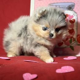 Pomeranian Puppies from Summer Set Poms