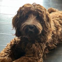 Cash - Australian Cobberdog