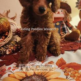 Waldorf - Red  male Poodle puppy in Pueblo West, Colorado from Little Paws Poodles