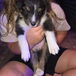 MOSES - Black white and tan male Shetland Sheepdog puppy in Caldwell, Texas from Candyce Witte