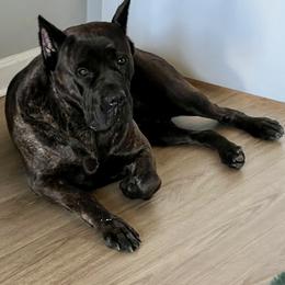 Cane Corso All Grown Up from Mass Cane Corso