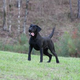 Sally - Labrador Retriever