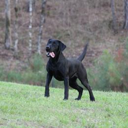 Sally - Labrador Retriever