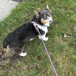 Kali - Pembroke Welsh Corgi