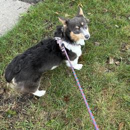Kali - Pembroke Welsh Corgi