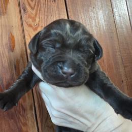 Girl 2 - Chocolate female Labrador Retriever puppy in Andrews, South Carolina from Leyland Cypress Retrievers