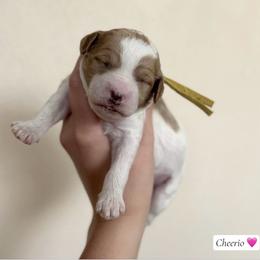 Cheerio - Parti female Goldendoodle puppy in Crothersville, Indiana from Wischmeier’s Doodles