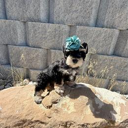 Juno - Salt and pepper female Miniature Schnauzer puppy in Huntington, Utah from Schnauzers on Robinson Lane
