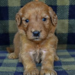 Boy 1 - male Goldendoodle puppy in Macedon, New York from Toodles Goldendoodles