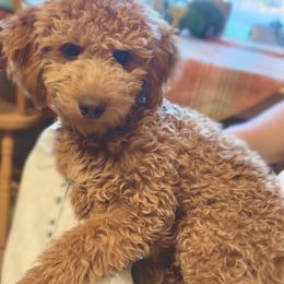Gunner - Goldendoodle