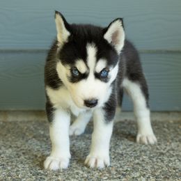 Shadow - Black and white male Siberian Husky puppy in Mc Cleary, Washington from Chelsea's Huskies