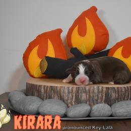 Australian Shepherd Puppies from Starlit Grove Australian Shepherds