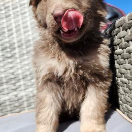 Emma - Liver female German Shepherd puppy in Los Lunas, New Mexico from Mali's German Shepherds LLC