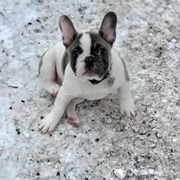 French Bulldog Puppies from Jessicah's Frenchies Howell Michigan