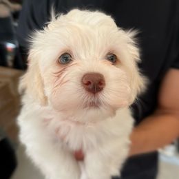 Havanese Puppies from Havanese Puppies of the Northshore
