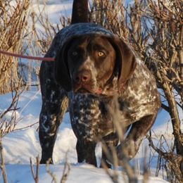 German Shorthaired Pointers and Labrador Retrievers from Uplandhills Kennel